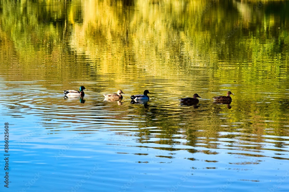 group of savage ducks on the lake group of savage ducks on the lake