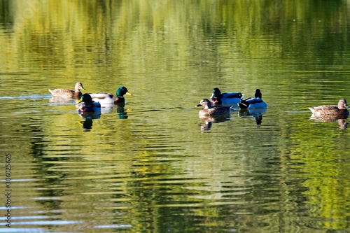 Photography group of savage ducks on the lake