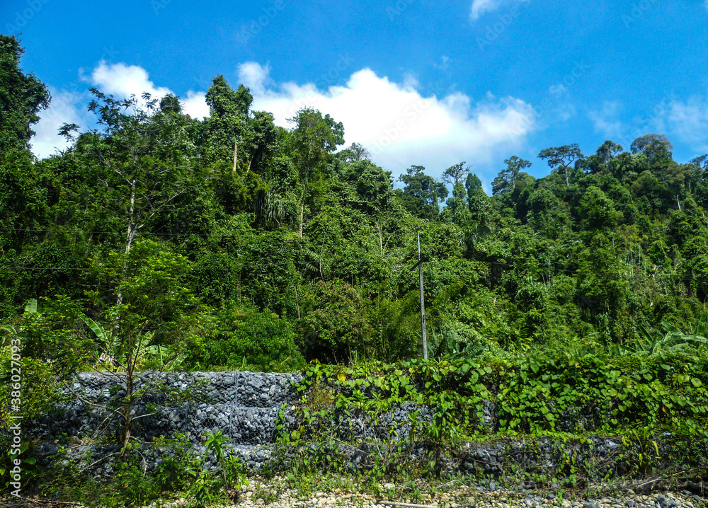 Fototapeta premium A wall of stones covered with mesh and a dense forest behind it.