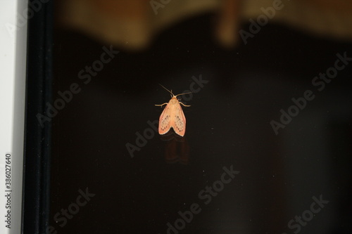 rosy footman moth (Rosenmotte) on window
