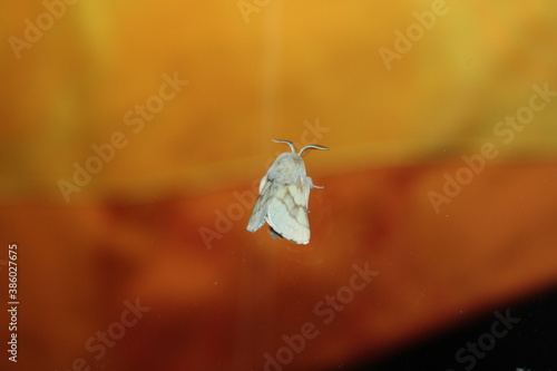 eggar moth (Glucke) on window