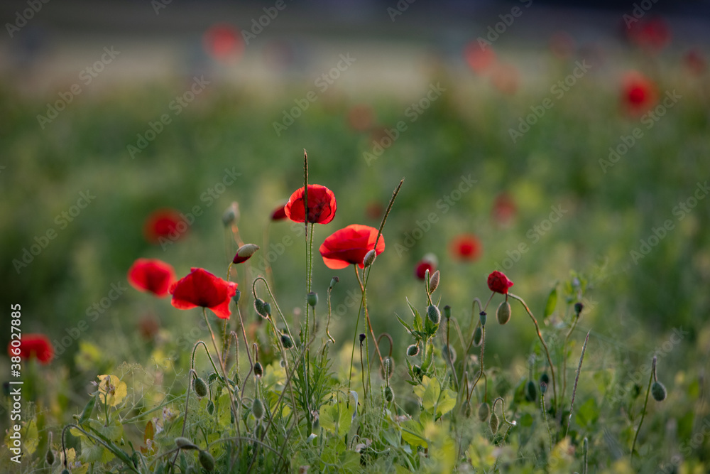 Fototapeta premium Série champ de coquelicots au levé du jour, Orbe, Suisse