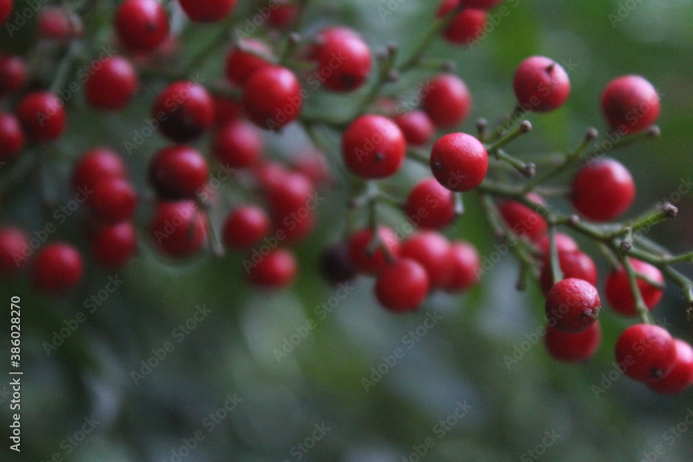 fruto vermelho fruto vermelho