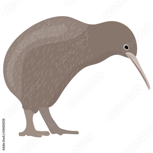 
A small bird with pointed beak depicting kiwi

