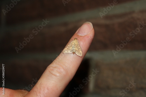 meadow moth (Rübenzünsler) on finger 