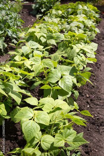 Tabakpflanzen (Nicotiana tabacum) im Beet einer Tabakplantage photo