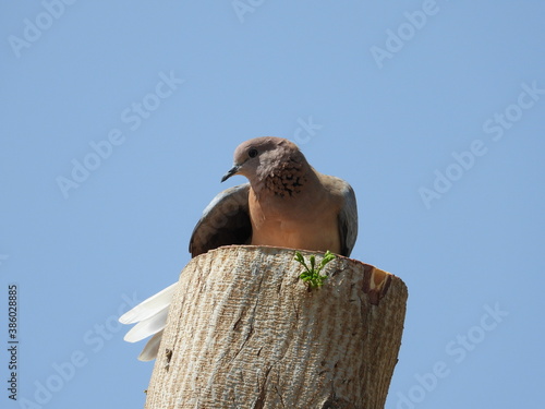 Laughing Dove preening on a tree stump