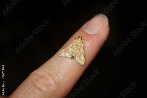 meadow moth (Rübenzünsler) on finger (close-up)