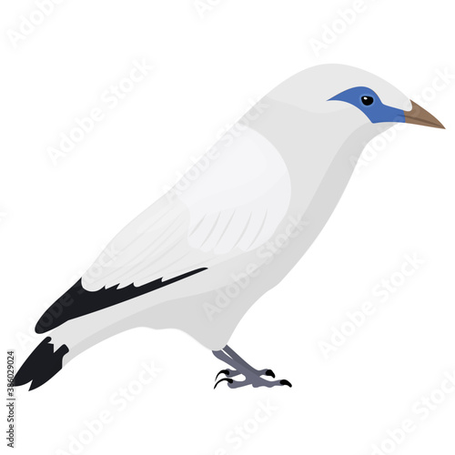 
A white snowy bird with black feather, bali myna 
