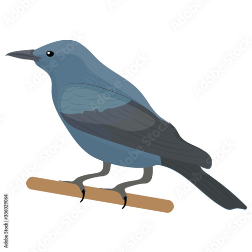 
Blue colored bird on a wooden branch depicting monticola solitarius
