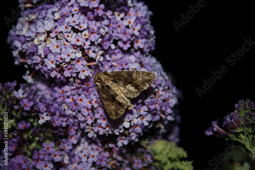 huge moth on purple flower
