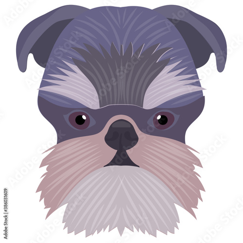 
A heavy faced dog with fluffy hairy face and wild eyes, boxer 
