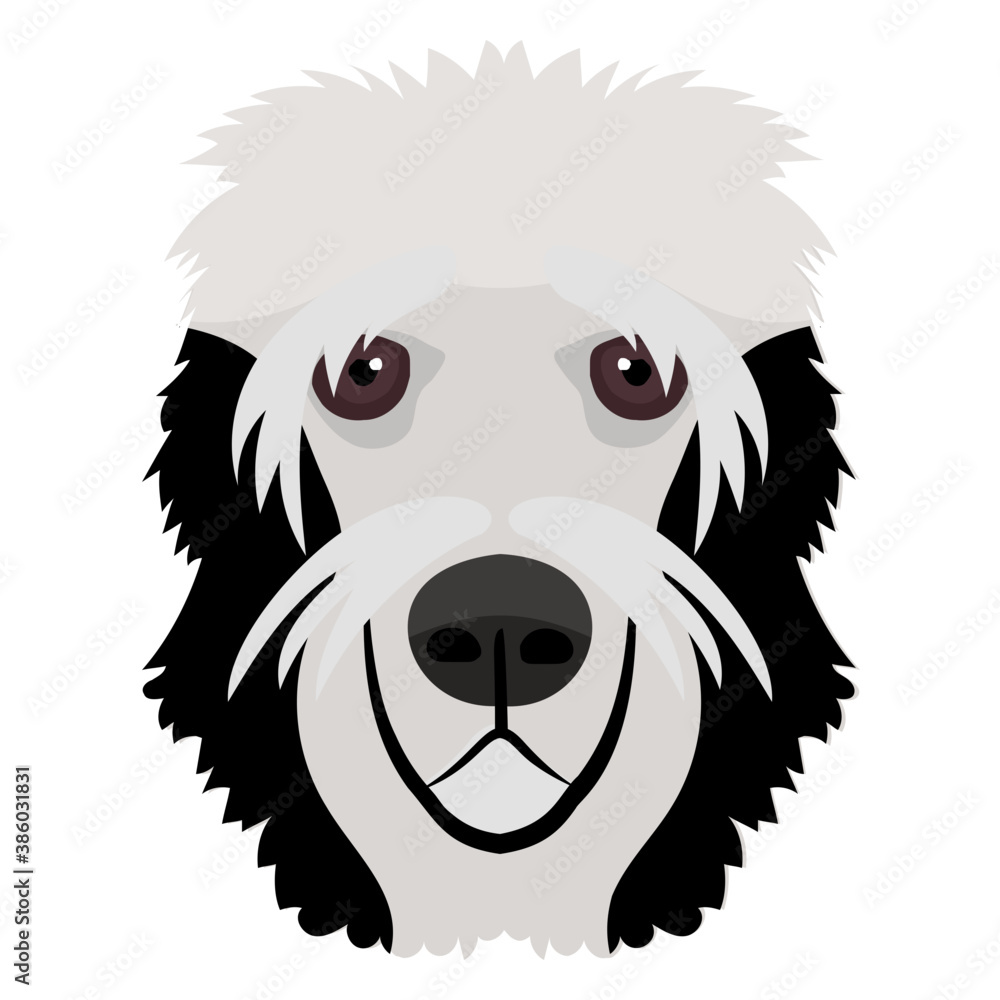 
A dog from a large breed in snowy white color representing english sheepdog
