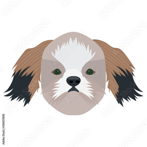 
A toy dog cute faced with furry face, cavalier king 
