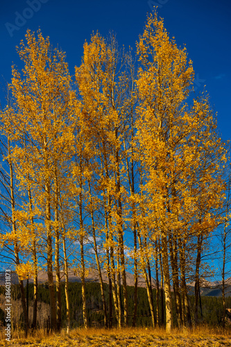 Golden aspen trees in the fall 