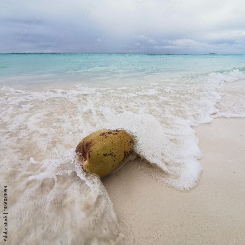 Obraz premium coconut on the beach, Maldives island, Indian ocean