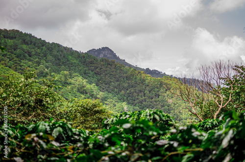 grass in the mountains