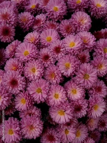 Colorful pink little chrysanthemum flowers