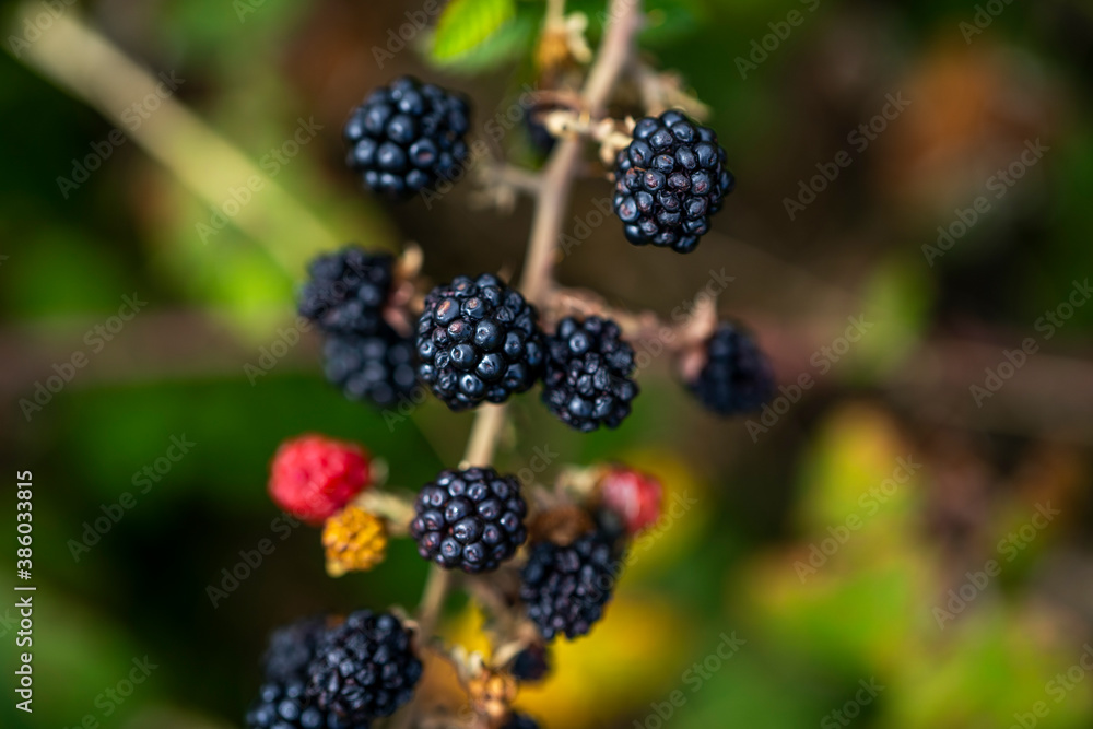 Ripe and unripe blackberries on the bush with selective focus. Berry background. Ripe and unripe blackberries on the bush with selective focus. Berry background.