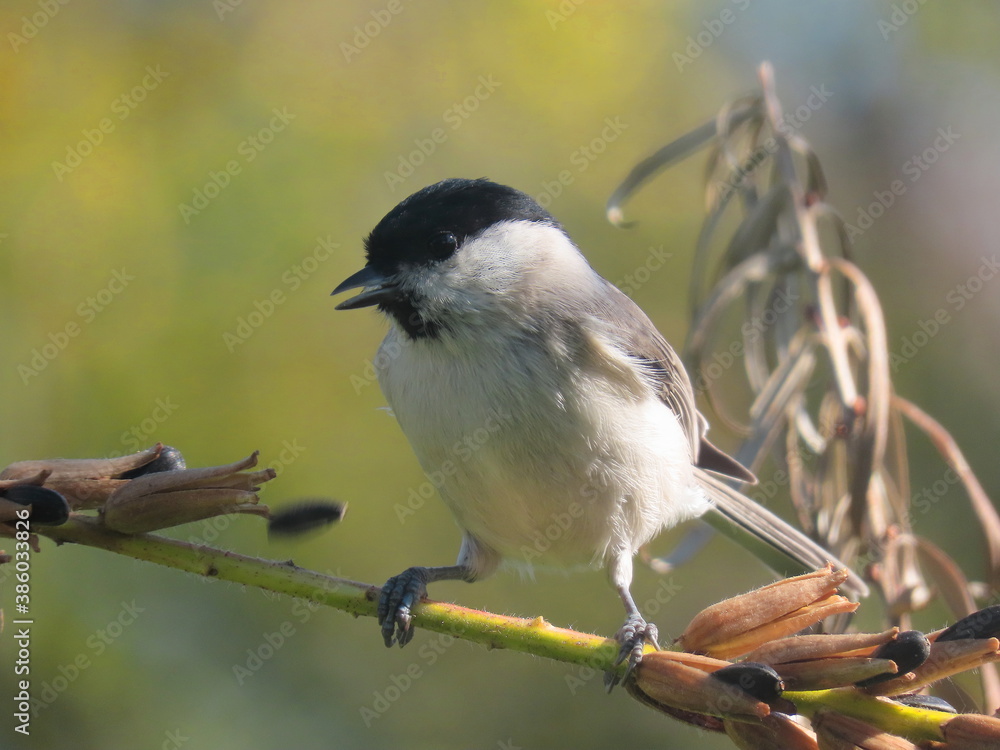Marsh tit (Poecile palustirs) perching on a beautiful perch, full of flowers, with sea buckthorn branch behind it, and a very blurry clear natural green background behind it. Marsh tit (Poecile palustirs) perching on a beautiful perch, full of flowers, with sea buckthorn branch behind it, and a very blurry clear natural green background behind it.