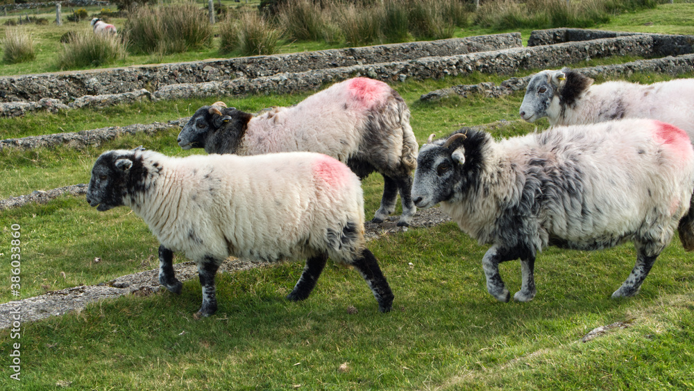Moorland sheep at Minions on Bodmin Moor, Cornwall, UK Moorland sheep at Minions on Bodmin Moor, Cornwall, UK