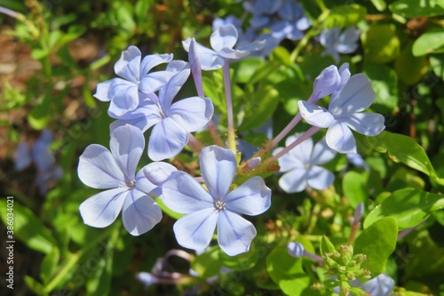 Beautiful blue plumbago flowers in the garden, closeup © natalya2015