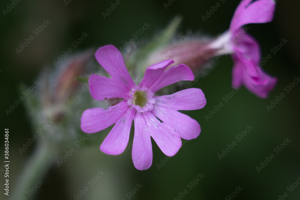 Fototapeta premium close up of a pink flower