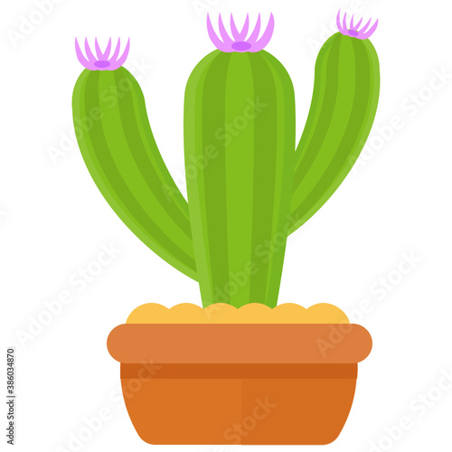  A pot having flat shape leaves, indoor prickly pear 