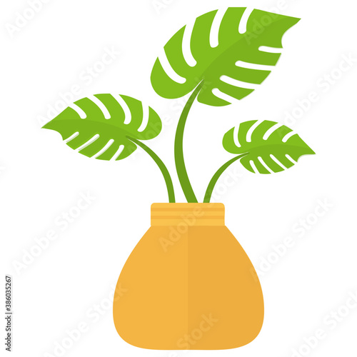 
A pot having plant with tree like leaves, devil's ivy plant 
