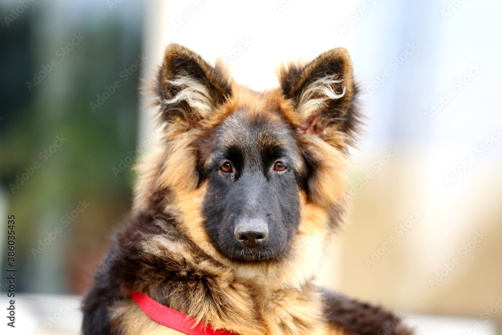 Photo of a black and tan long-haired german shepherd dog during horse training Photo of a black and tan long-haired german shepherd dog during horse training