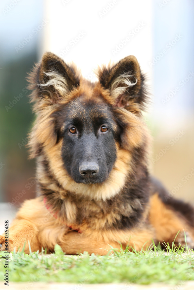 Portrait of a black and tan long-haired german shepherd puppy Portrait of a black and tan long-haired german shepherd puppy
