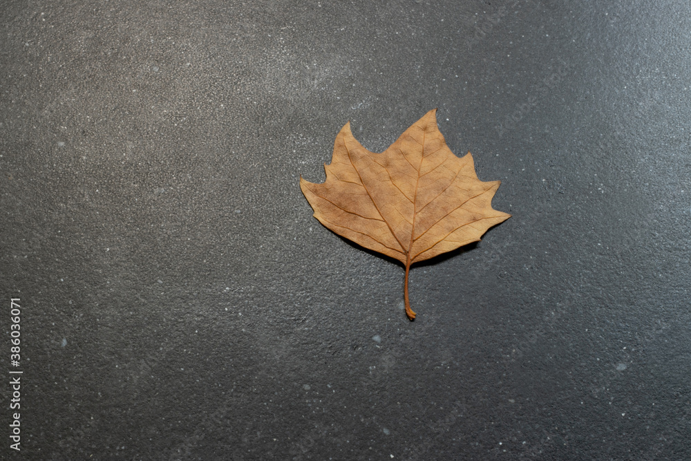 One isolated dried autumn leaf in a dark stone background