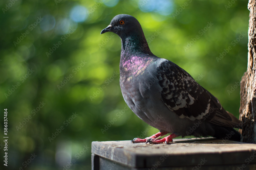 pigeon in the park pigeon in the park