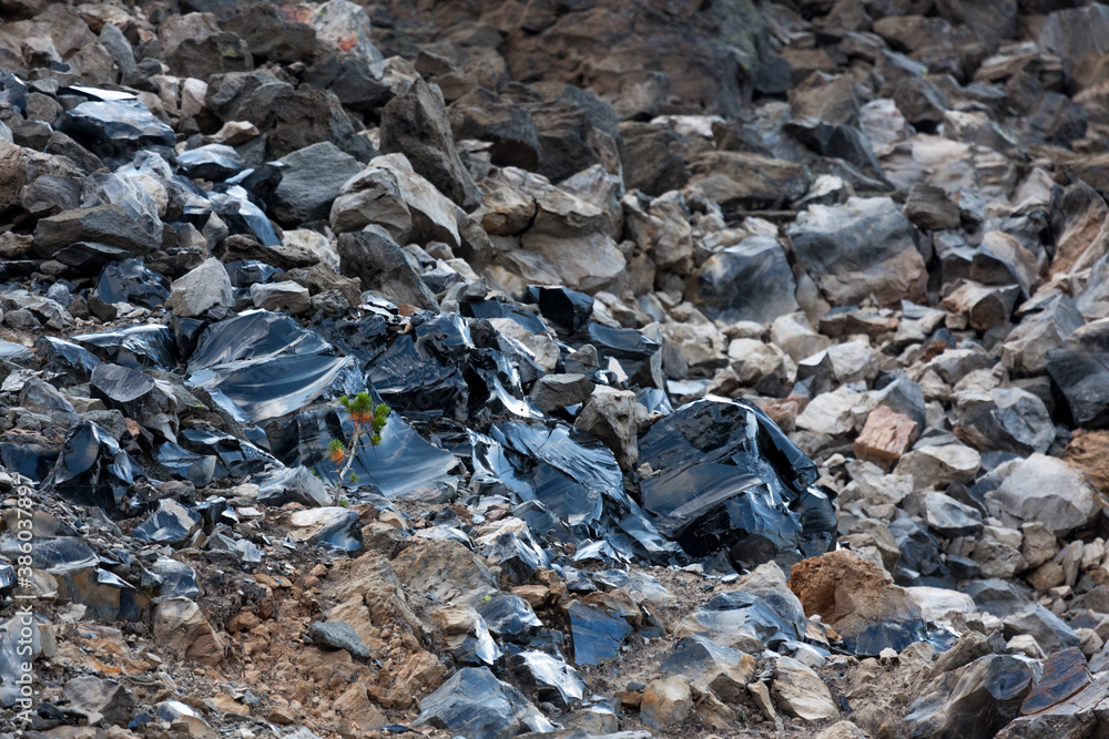 Pine Tree Growing in Obsidian