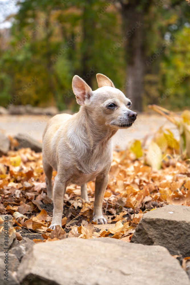 Chihuahua beige smooth-haired dog with a lot of yellow and red autumn leaves around. Dog walk in the park on the fall