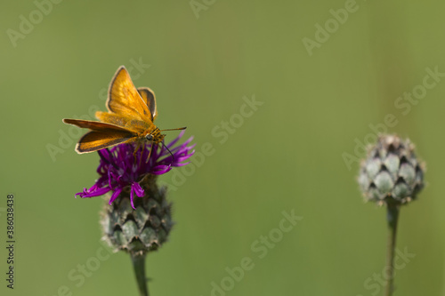 Rostfarbiger Dickkopffalter (Ochlodes sylvanus) photo