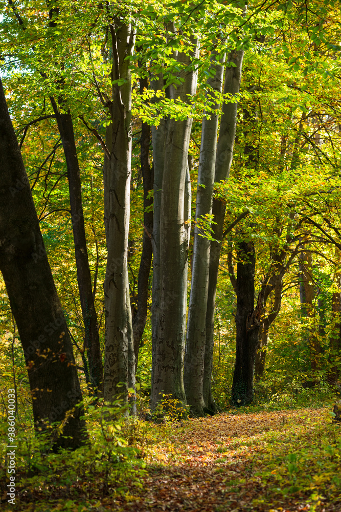 Fototapeta premium Beautiful autumn landscape in Vanadzor's botanical garden