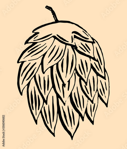 Common Hop, isolated on color beer background. Vintage engraving style. Vector illustration