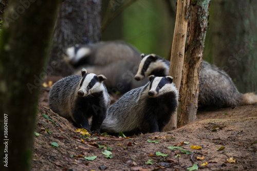 European Badger couple(Meles meles) in fall evening