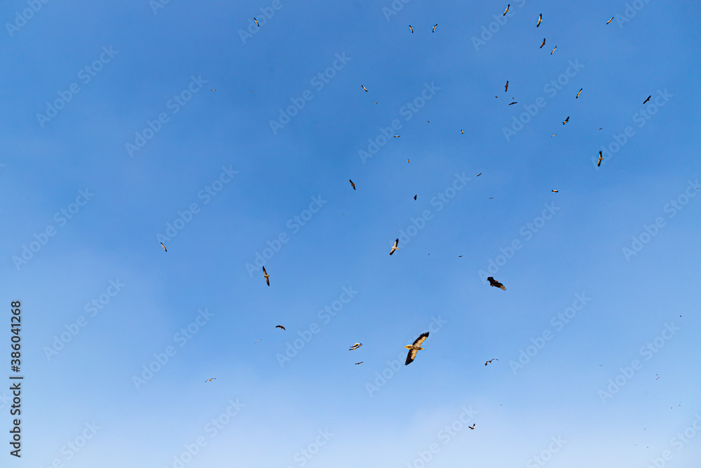 vultures flying in Jorbeer Conservation Reserve Area, Garhwala, Bikaner. vultures flying in Jorbeer Conservation Reserve Area, Garhwala, Bikaner.