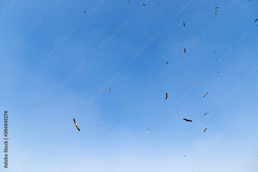 vultures flying in Jorbeer Conservation Reserve Area, Garhwala, Bikaner. vultures flying in Jorbeer Conservation Reserve Area, Garhwala, Bikaner.
