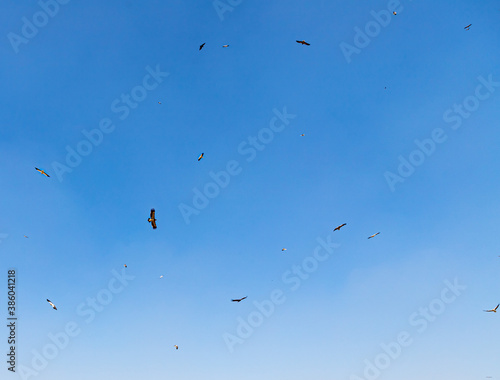 vultures flying in Jorbeer Conservation Reserve Area, Garhwala, Bikaner.