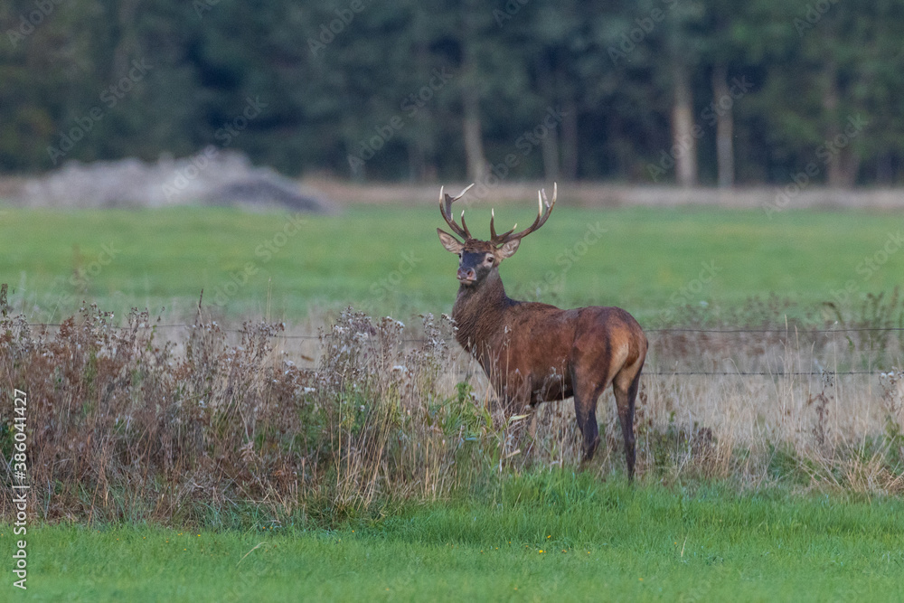 Red Deer (Cervus elaphus) looking back Red Deer (Cervus elaphus) looking back