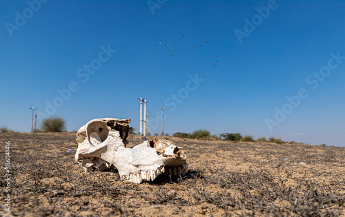 a skull of a animal in Jorbeer Conservation Reserve Area, Garhwala, Bikaner. photo