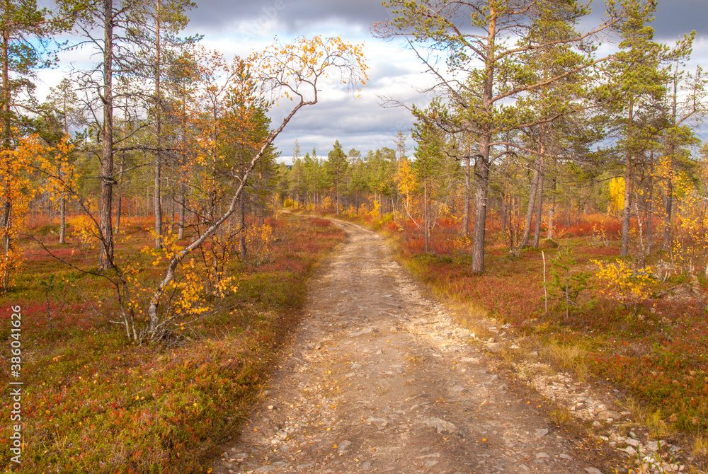 A way going through autumn forest