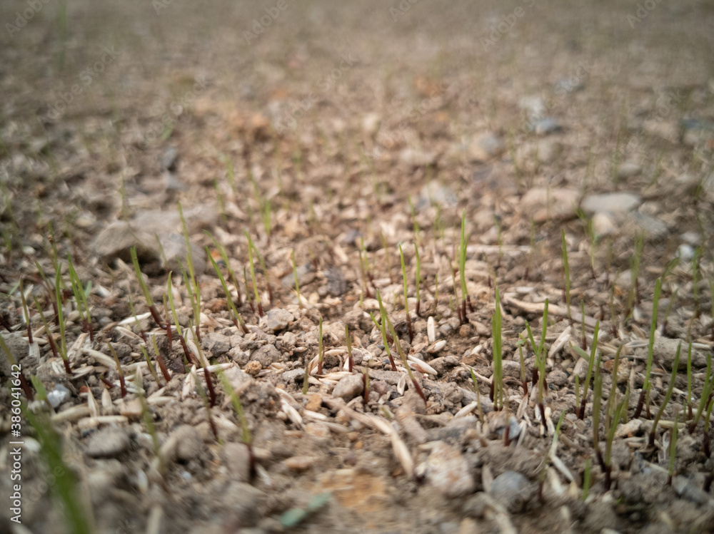 spring grass fresh nature fly spring grass fresh nature fly