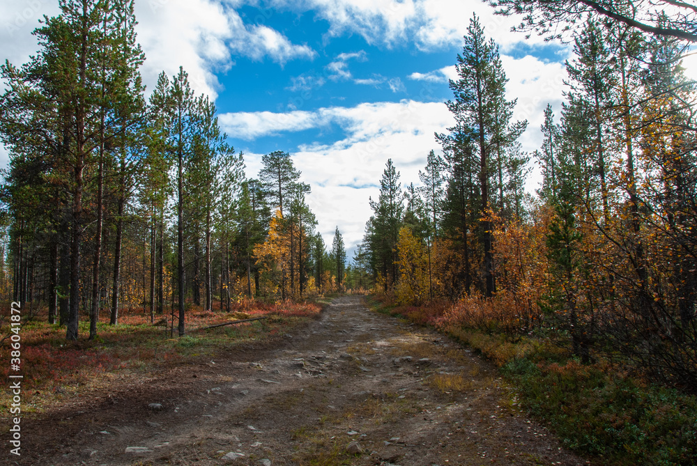 Fototapeta premium A way going through autumn forest