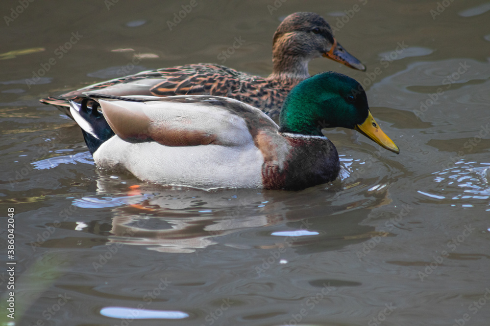 Obraz premium duck on the water