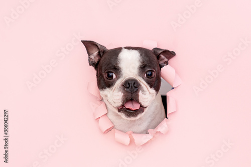 The happy and funny face of a Boston Terrier dog looks out through a hole in the pink paper. Creative. © leksann