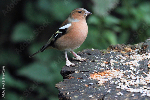 A close up of a Chaffinch